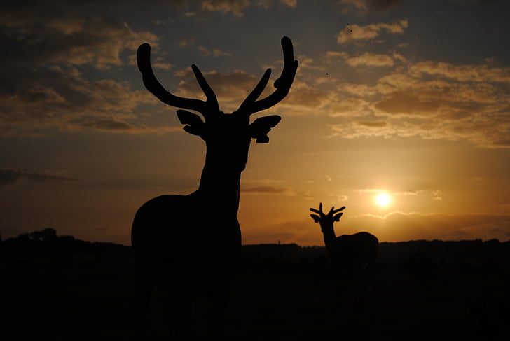 Deer On Sunset Background Royalty-Free Images, Stock Photos