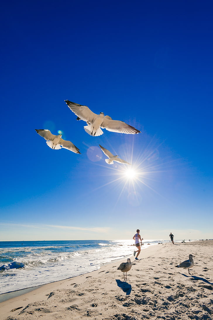 white birds flying above beach