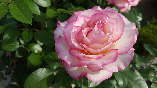 close up photo of white-and-pink roses