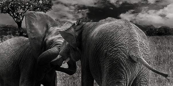 grayscale photo of two elephants