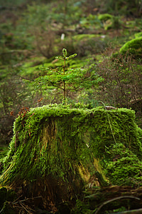 green leafed plant on moos trunk
