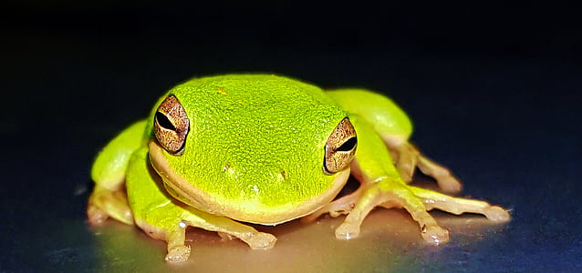 selective focus photography of green frog