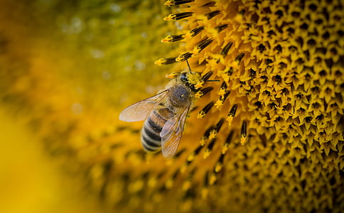 closeup photography of yellow bee perched on sunflower