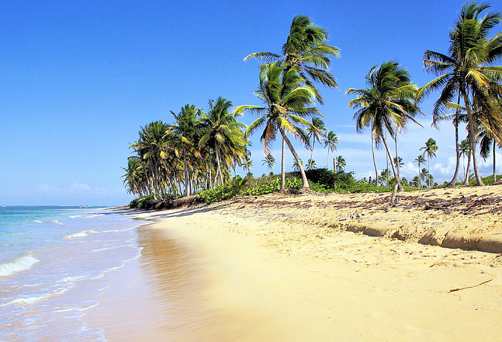seashore with palm trees under blue skies