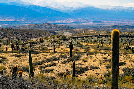 cacti growing on desert