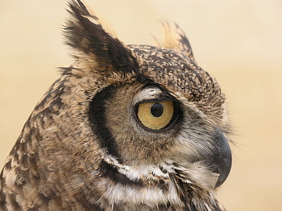 selective focus photography of brown owl