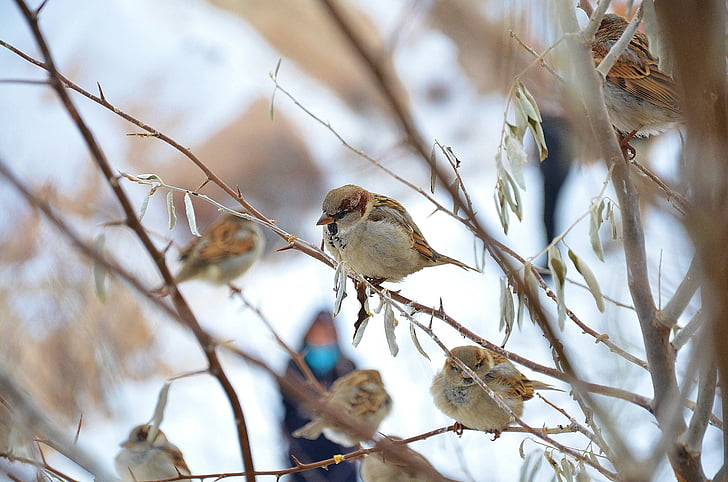 sparrow bird on tree branch