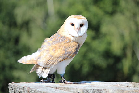 white and brown owl on rock