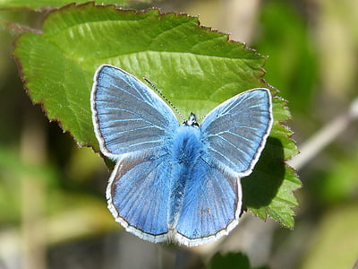 common blue butterfly on green leaf