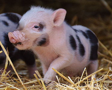 white-and-black piglets