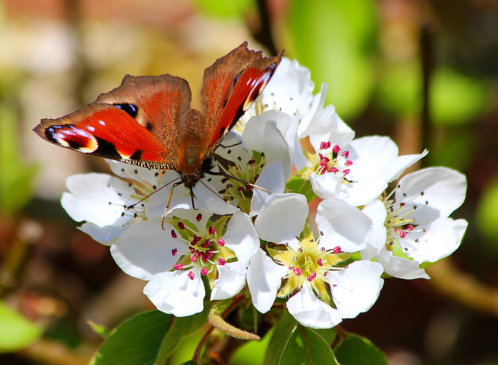 selective focus photography of peacock butterfly on white flower