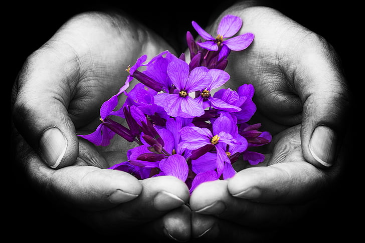 purple petaled flower on person's open palm