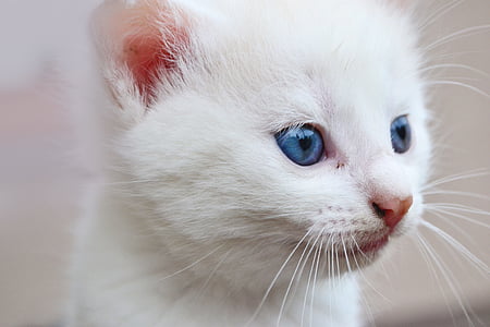 closeup photo of Persian kitten