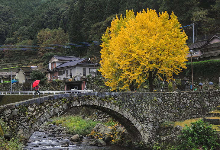 yellow leafed tree near the bridge