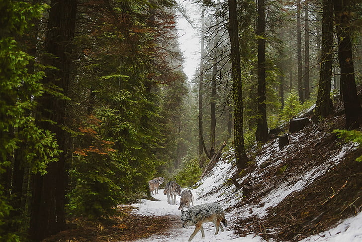 landscape photography of snowy forest and pack of wolves