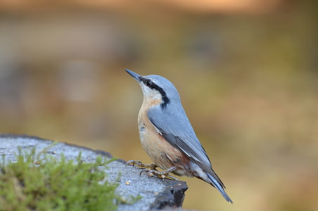 selective focus photography of blue nuthatch