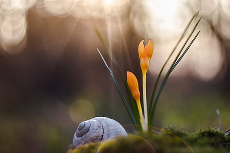 gray snail near orange flowers