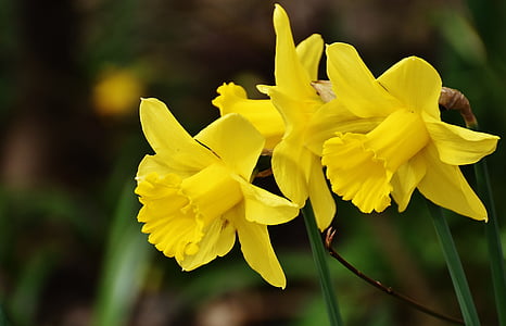 selective photography of yellow daffodil flowers