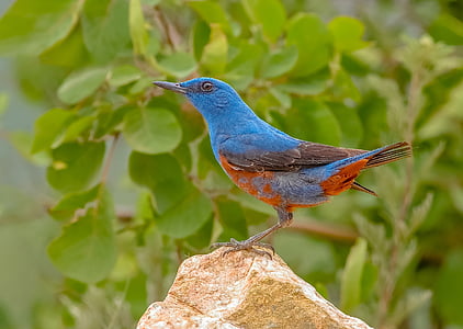 close-up photography of blue and red bird standing on brown rock