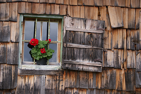 teal wooden framed window and red petaled flowers