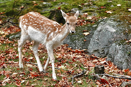 white and brown deer walking near grey rocks