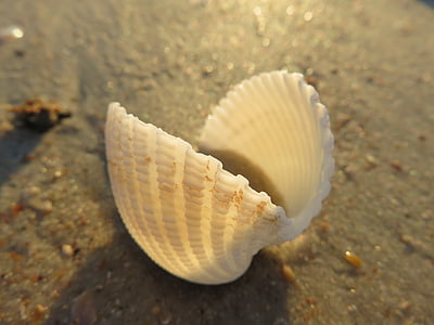 close-up photo of scallop shell