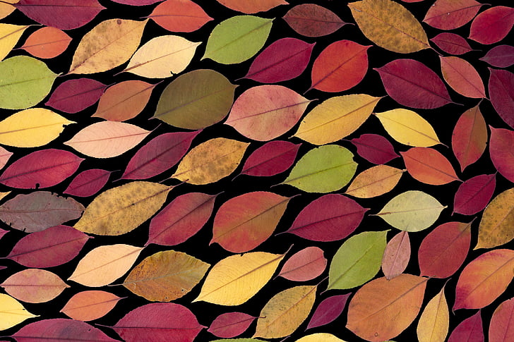 multicolored leaves painting on black background