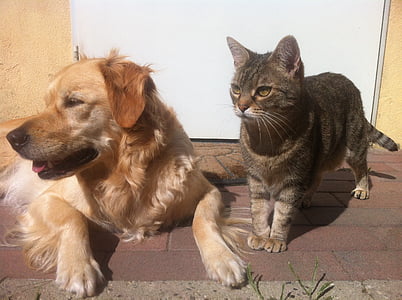 brown tabby cat and golden Labrador retriever on gray pavement