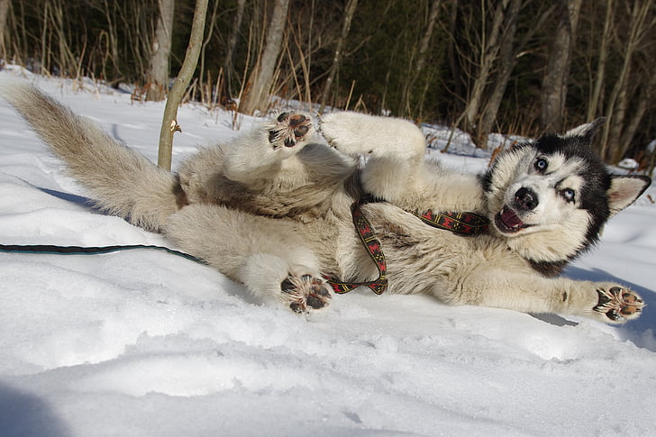 adult white and black Siberian husky lying on snow beside tree