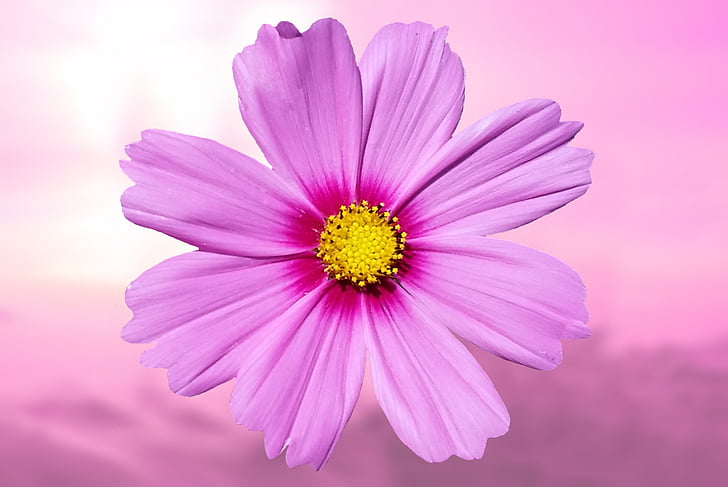 pink petaled flower in close-up photography