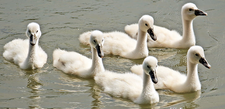 six white ducks on body of water