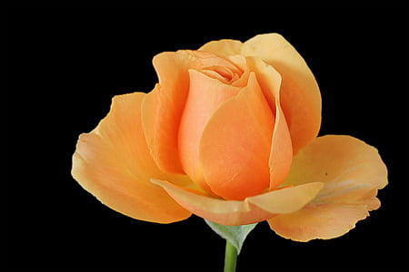 photo of orange rose