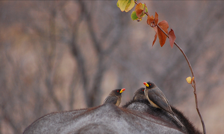 shallow focus photography of two gray-and-black birds