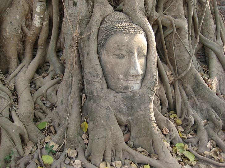 Buddha head bust in tree root