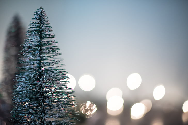 selective focus photography of Christmas tree