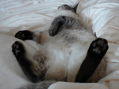 Siamese cat lying on comforter