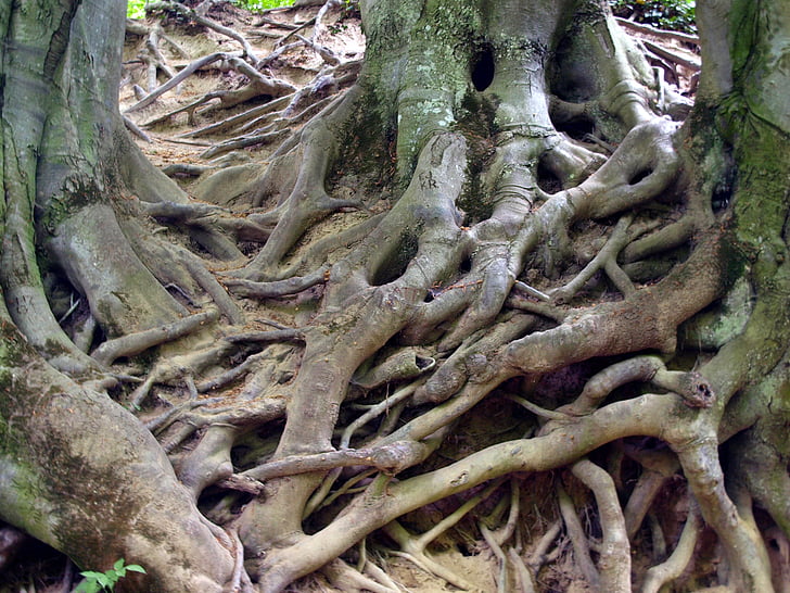 brown tree roots