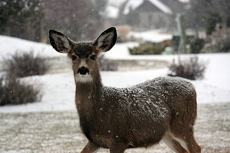 standing doe with snow flakes on fur