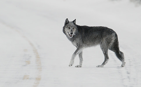 tilt shift lens photography of gray wolf