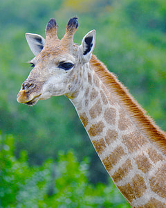 shallow focus photo of giraffe