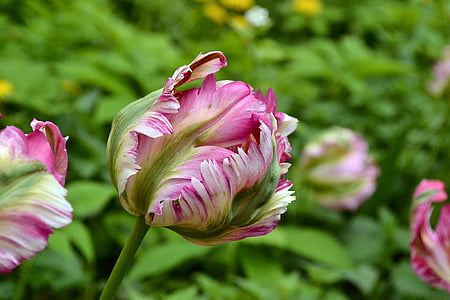 selective photo of pink flower bud