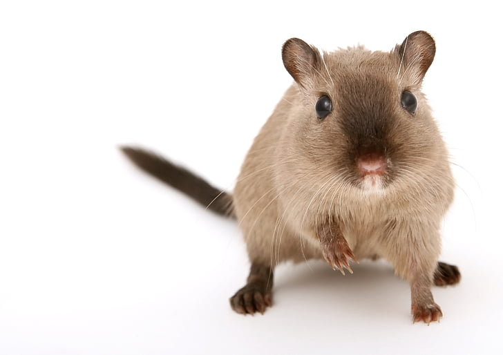 brown rodent on white surface