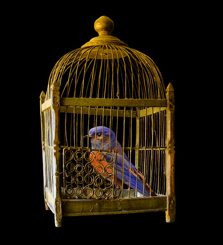blue and orange bird in brown steel bird cage