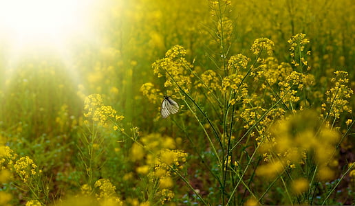 white butterfly perching on yellow flower during daytime