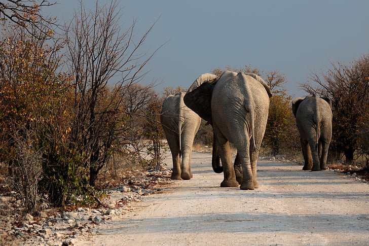three elephant walking outside