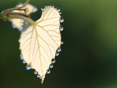 shallow focus photography of yellow leaf with droplets
