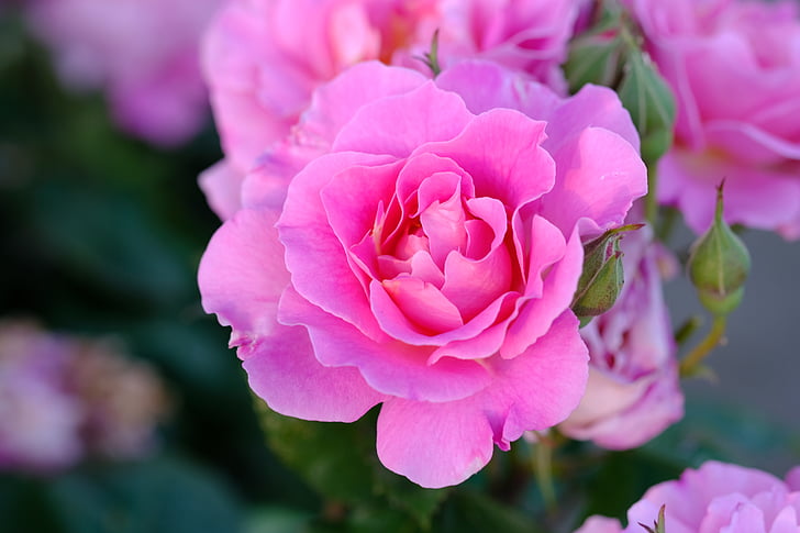 Royalty-Free photo: Macro photography of pink carnation flower | PickPik