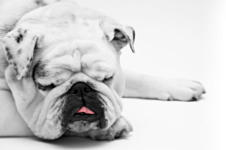 adult English bulldog in selective color photography