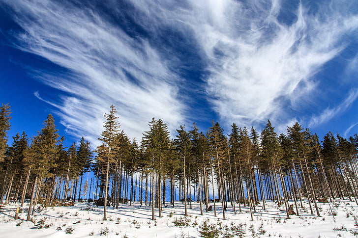 trees on snowy ground under white clouds
