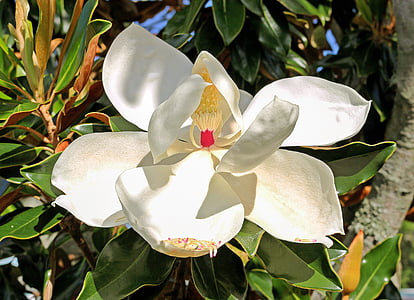 selective focus photo of white magnolia flower